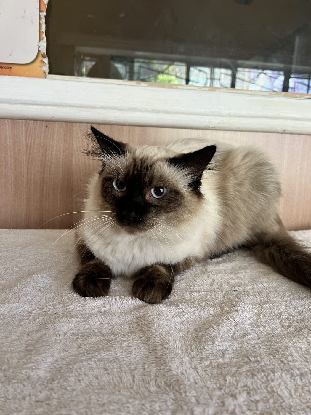 Recognising Anxiety in Your Pet