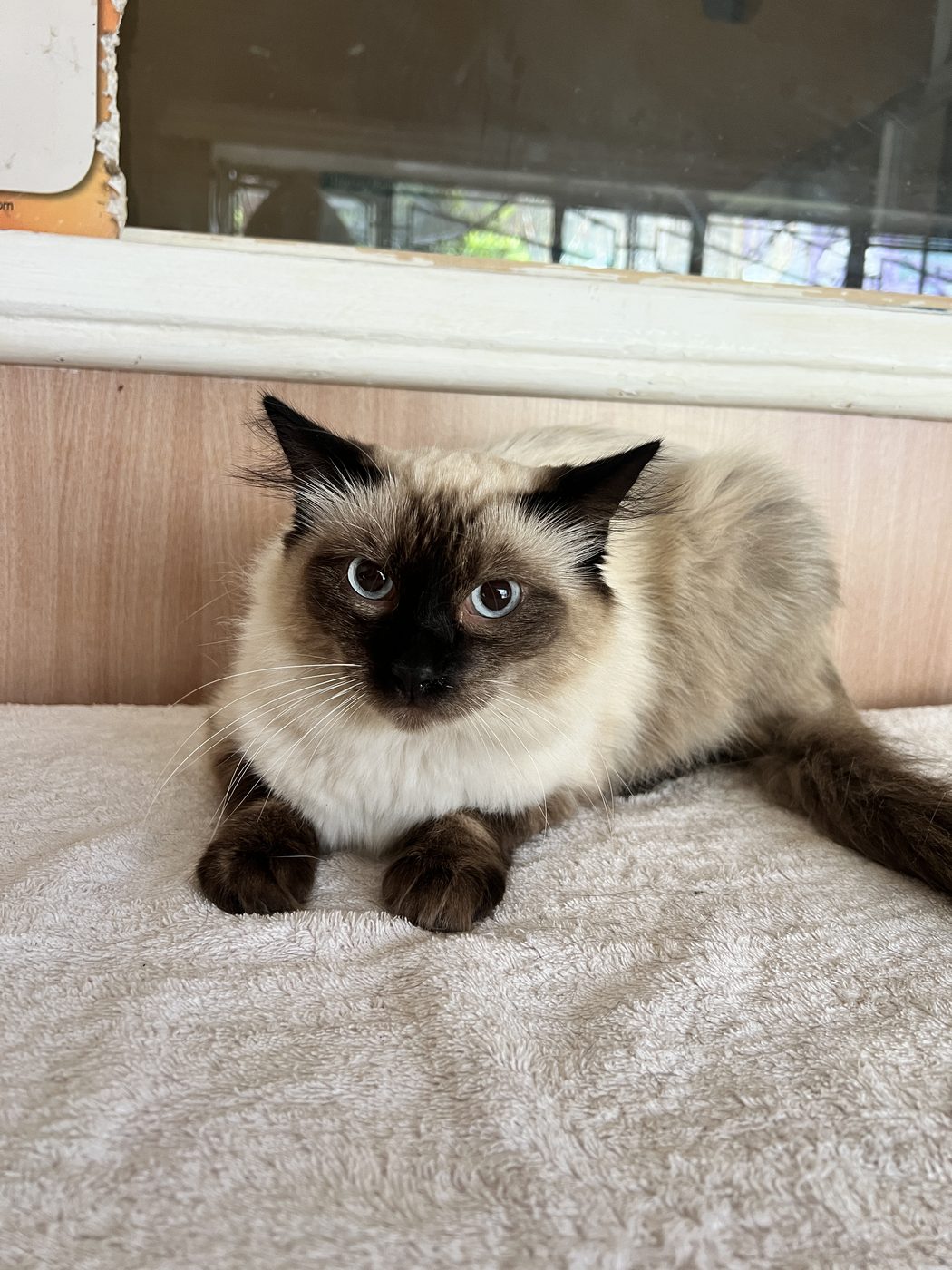 Feeding Your Senior Pet: A Nutritional Guide