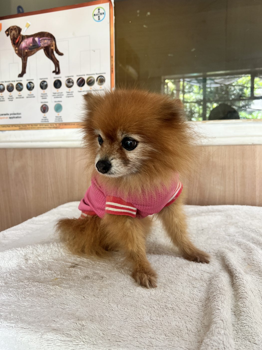 Cat grooming Westlands Paws