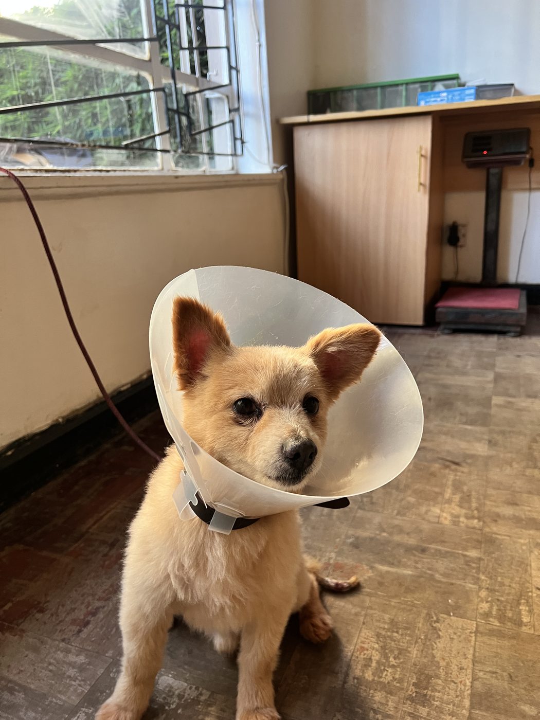 Veterinary surgery Westlands Nairobi