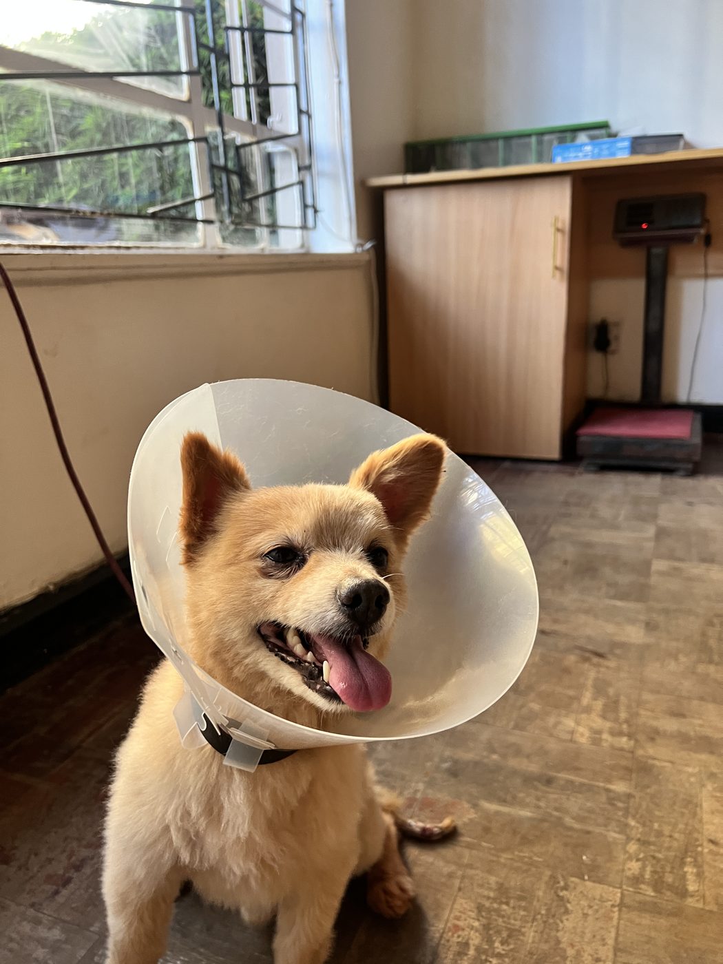When Should You Take Your Pet to a Vet?